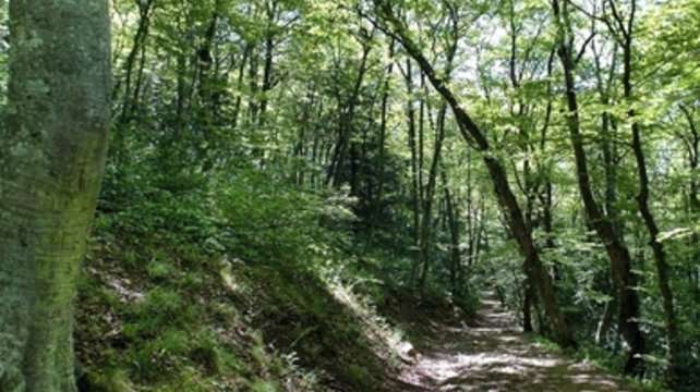 L'idée d'un péage pour se promener en forêt fait son chemin. Aura-t-on bientôt besoin de sa carte bancaire pour aller balader?